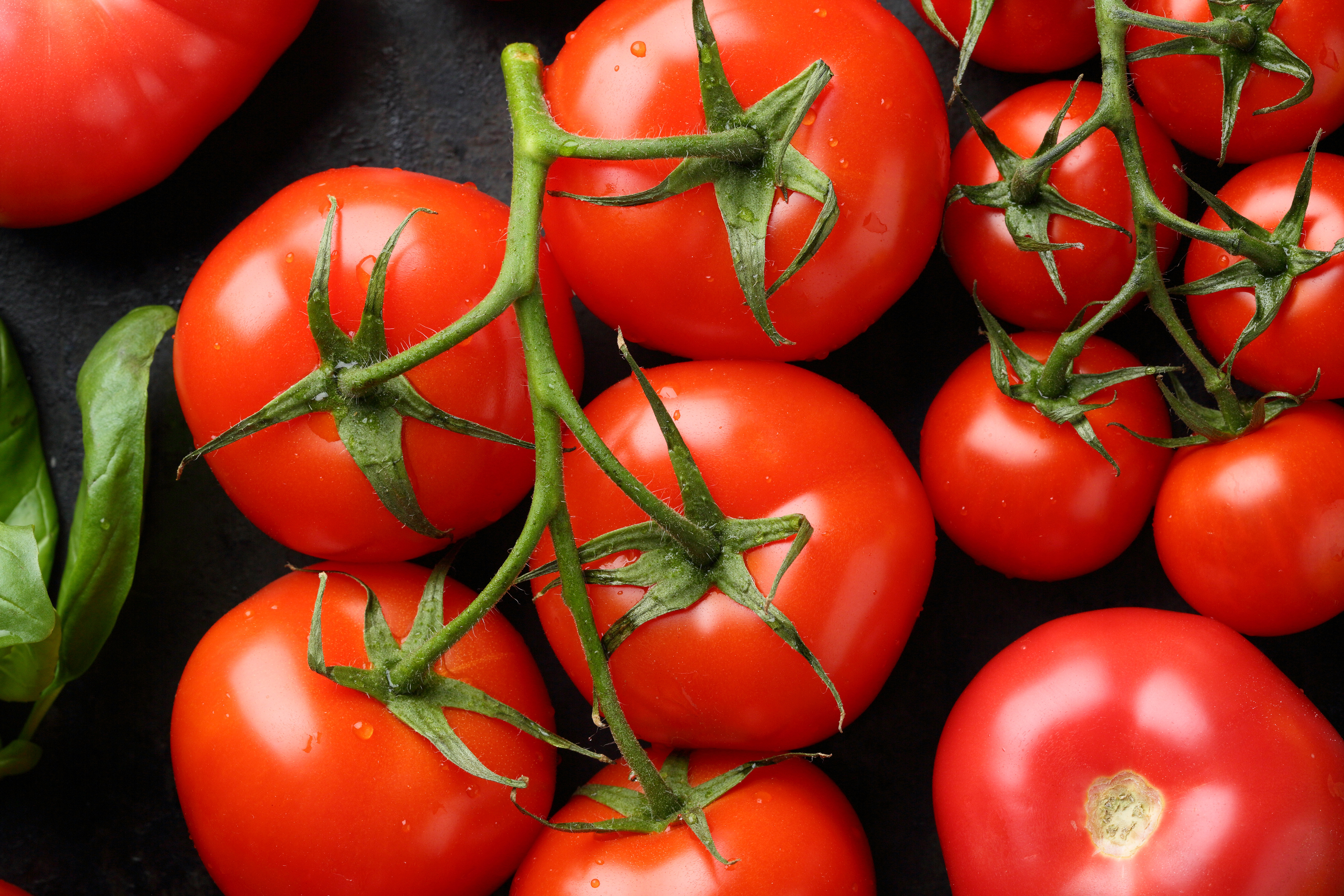Tomate oder Paradeiser